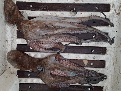 The two octopi that Michael speared for dinner, which I threw against the deck 40 times each. Thanks guys, you were delicious.