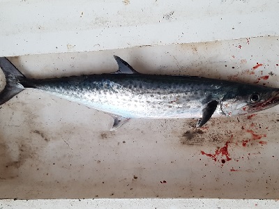 Our first catch on the rod. A nice and tasty little Mackerel.