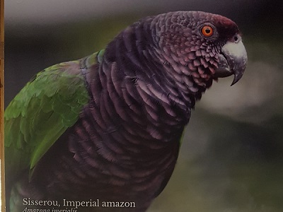 Hoping to catch a glimpse of the national bird of Dominica on the Syndicate Nature Trail on the slopes of Diablotin.