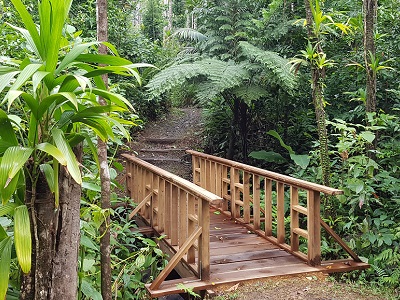 A little taste of the trail through the rainforest.