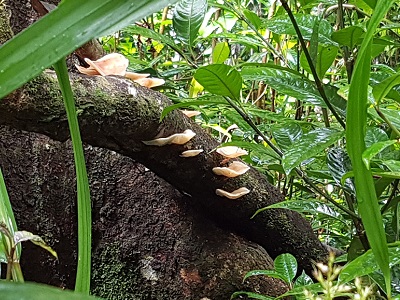 The picture says it all really... Rainforest doing a rainforest.