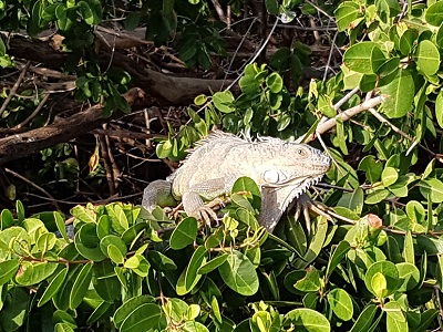 An Iguana enjoying the last rays of sun in the mangroves of Simpson Bay Lagoon.