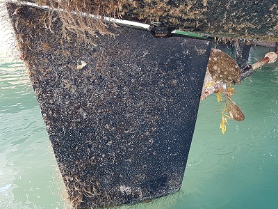 Our underwater forest, which goes everywhere with us.