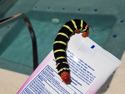 Caterpillar: The Sequel.