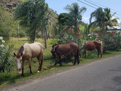 Horses grazing in the blazing midday sun.